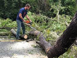 Best Hazardous Tree Removal  in Englewood Cliffs, NJ