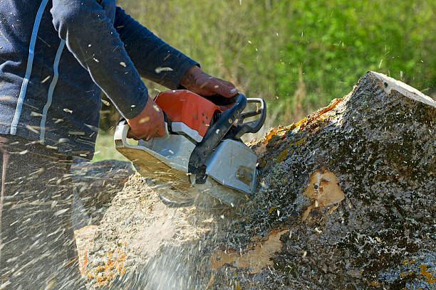 Reliable Englewood Cliffs, NJ Tree Removal Solutions