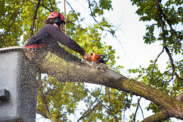 Best Emergency Tree Removal  in Englewood Cliffs, NJ